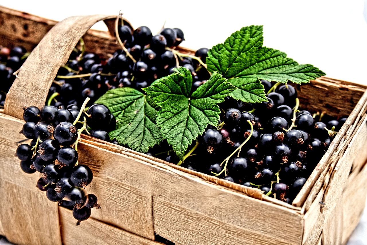 currant black berries free photo