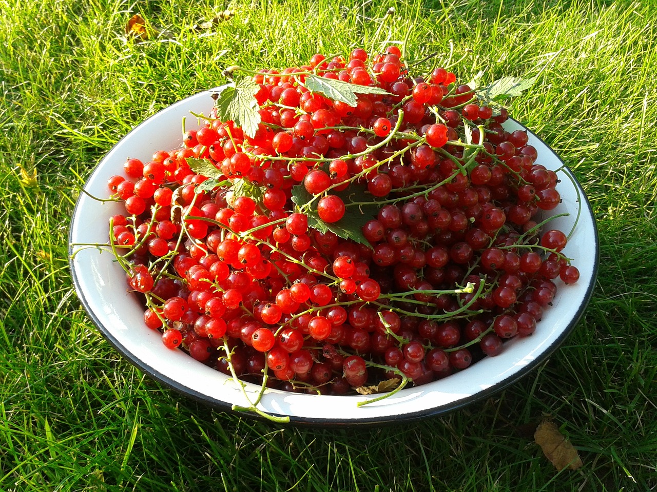 currant berry red currant free photo