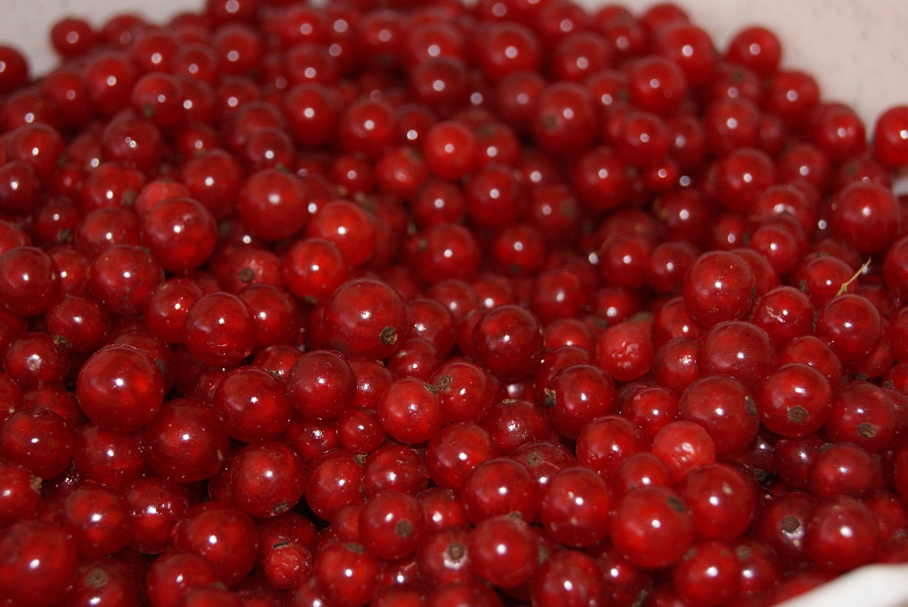 currant red currant fruit free photo