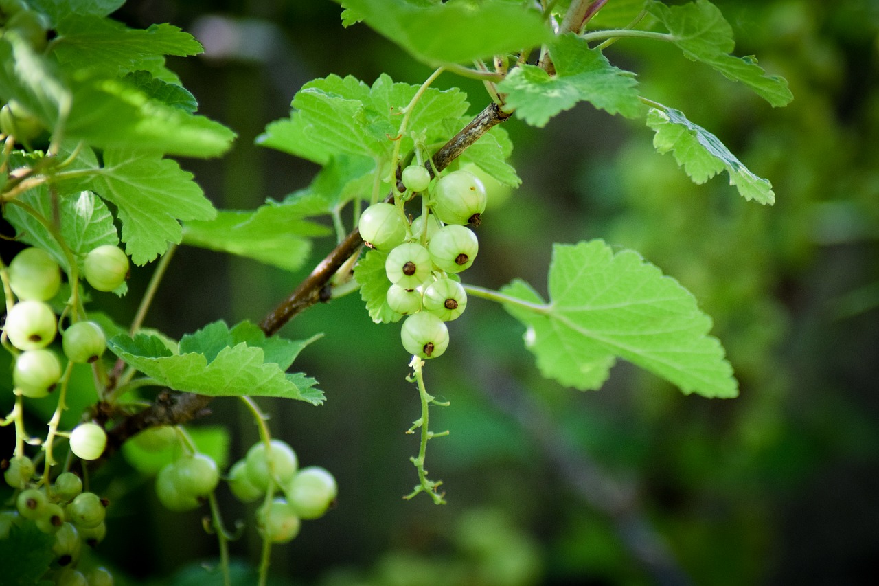 currant green unripe berries free photo