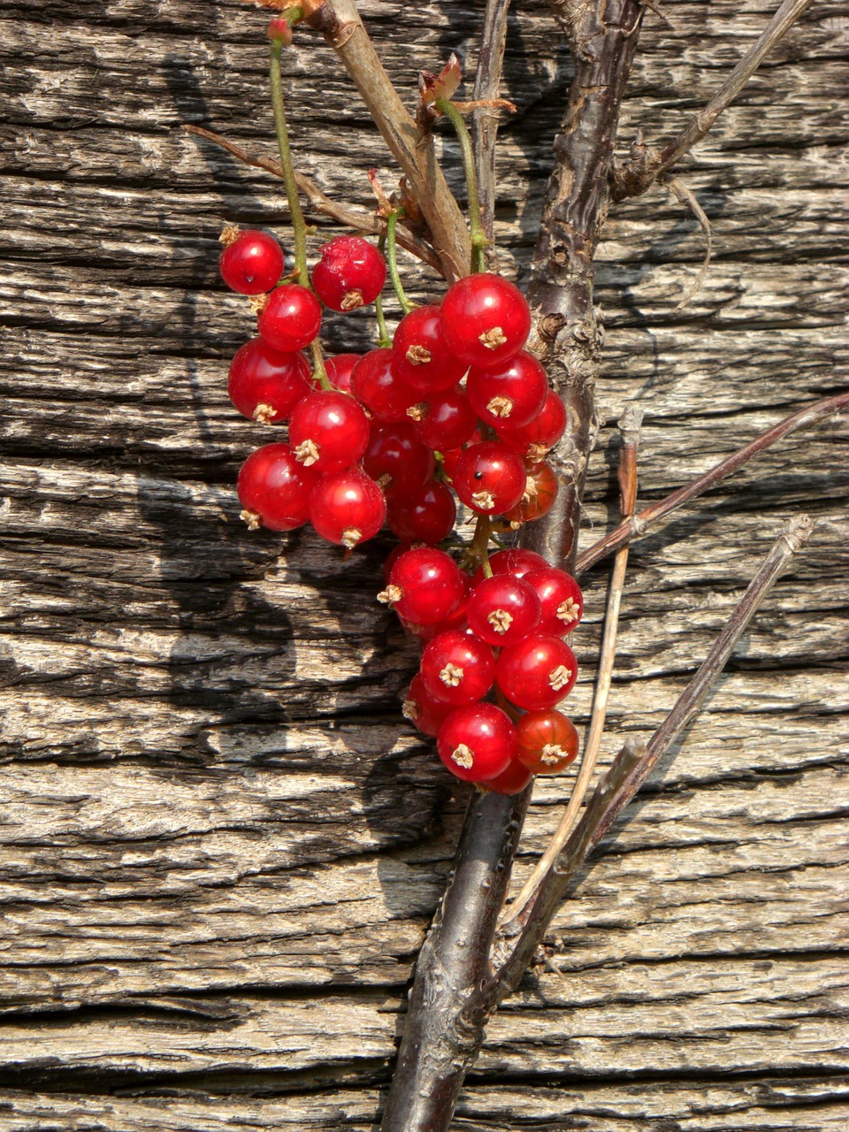 currant berry bush free photo