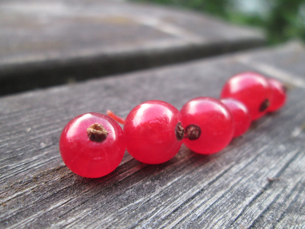 currant red currant garden free photo