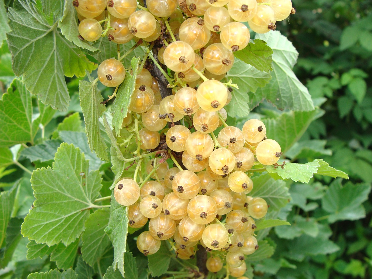 currant white currants berry free photo