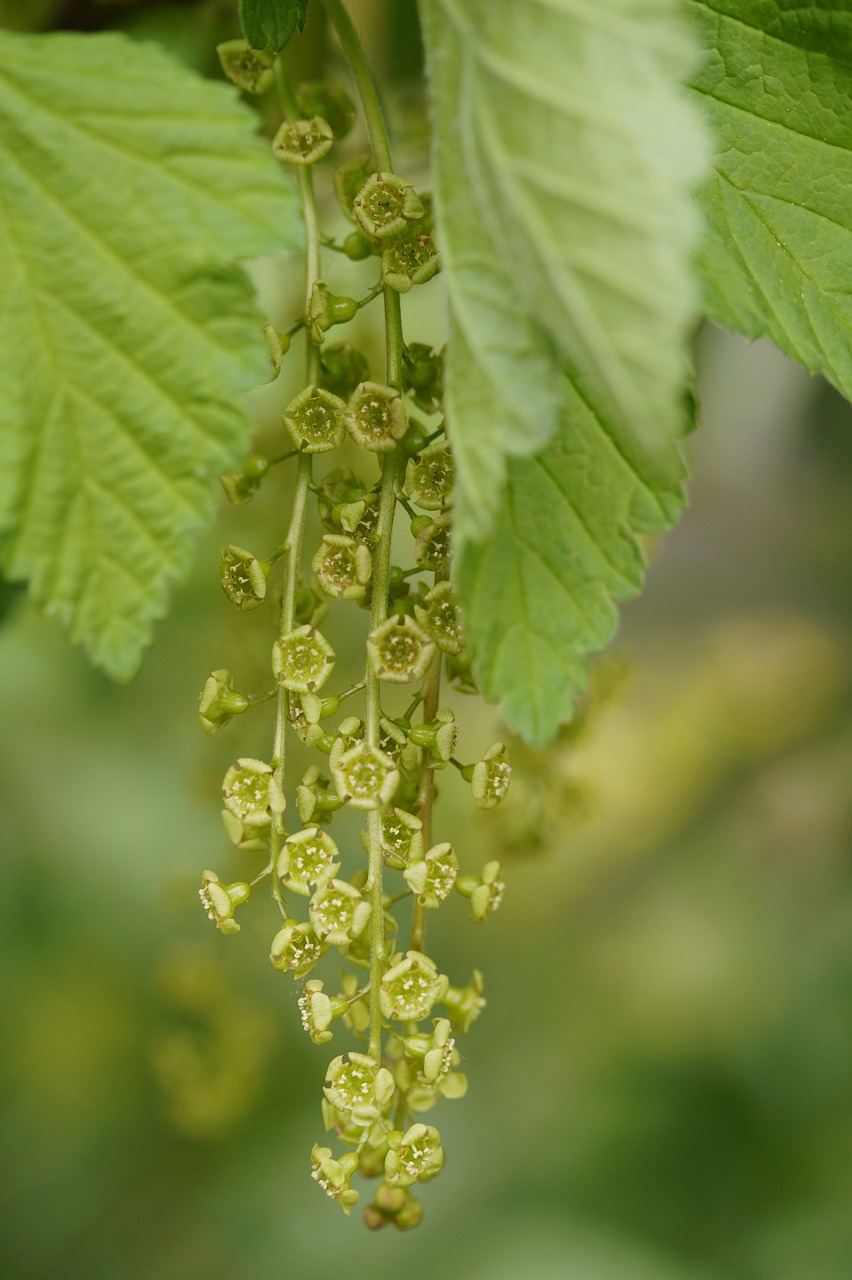 currant panicle inflorescence free photo