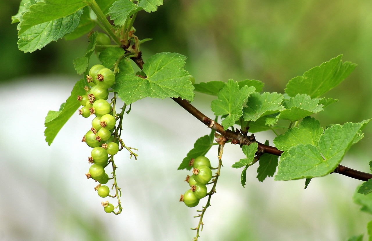 currant  maturation  spring free photo