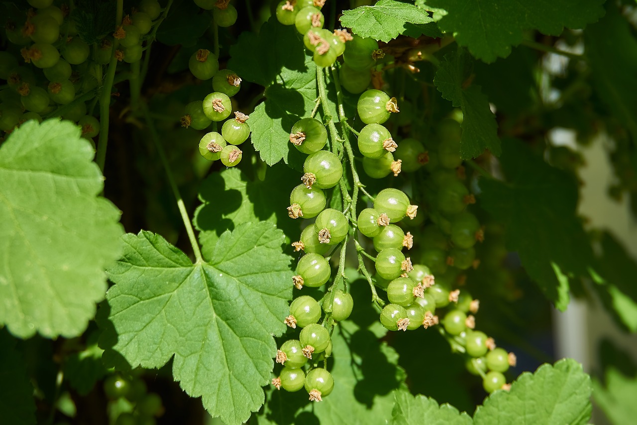 currant  berries  immature free photo