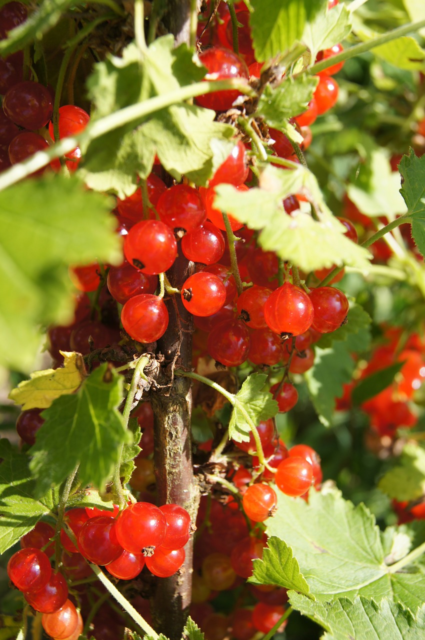 currant red bush free photo