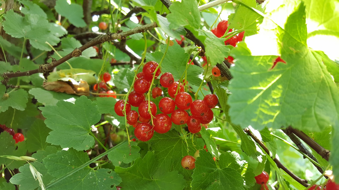 currant  red  green free photo