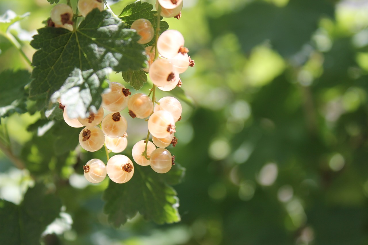 currant  yellow  yellow currants free photo