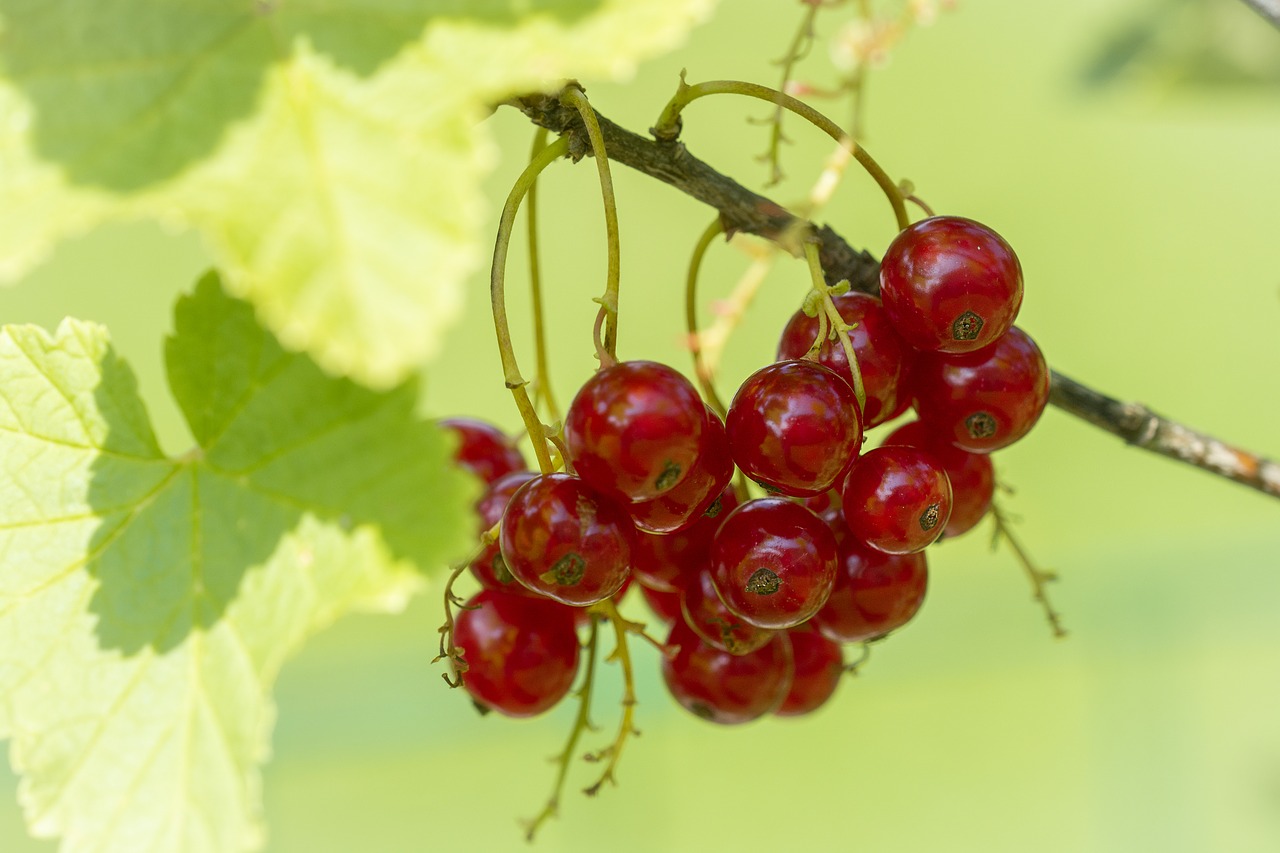 currant  red  red currant free photo