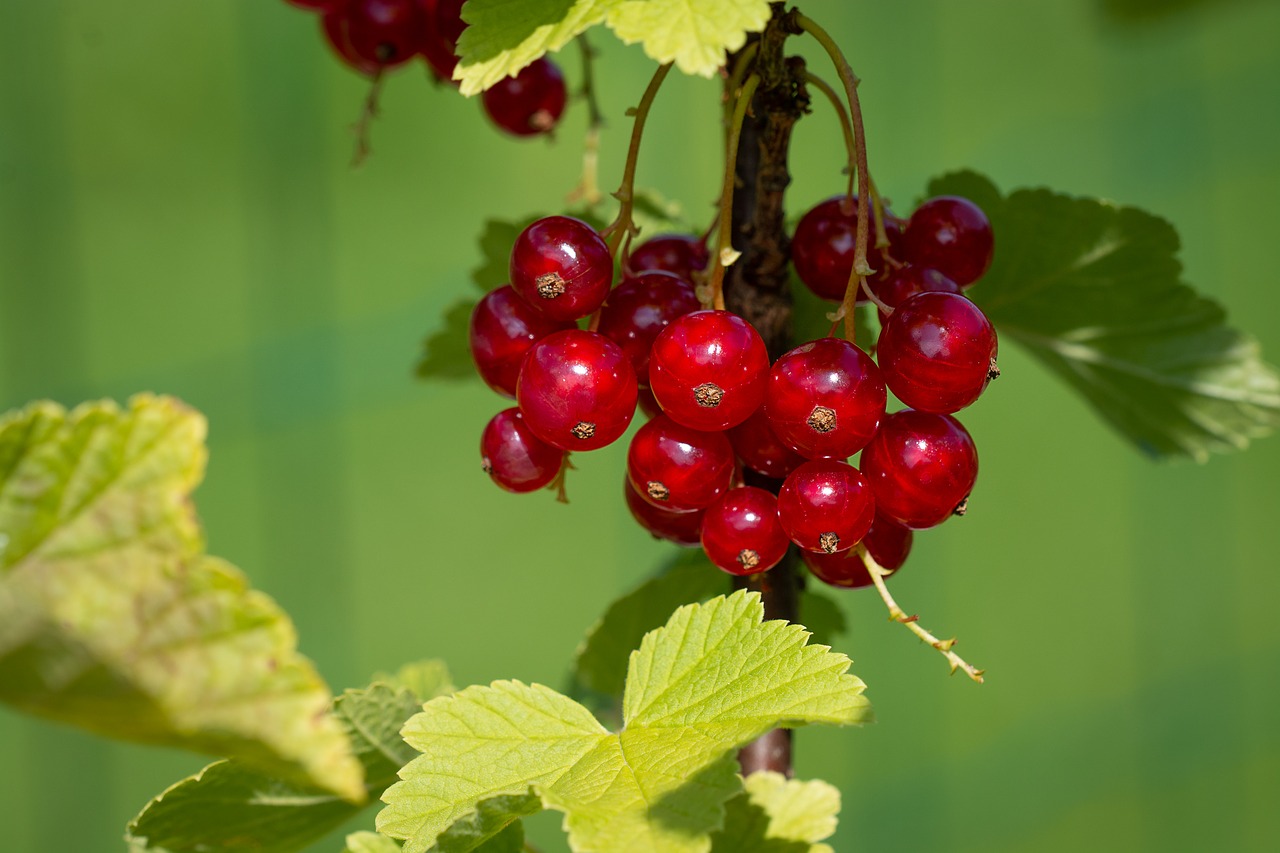currant  red  red currants free photo