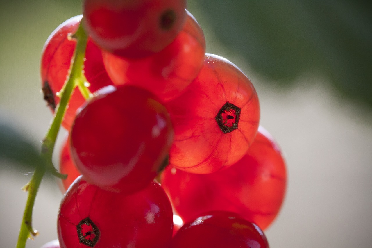 currant  red  ripe free photo