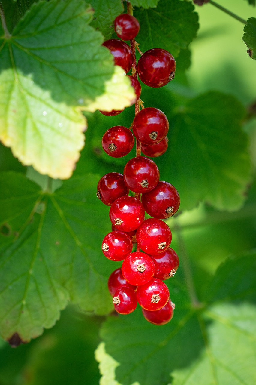 currant  red  red currants free photo