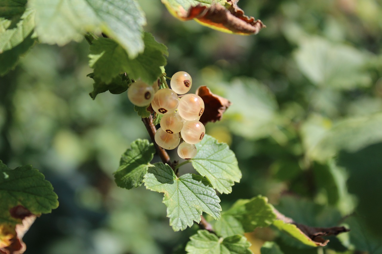 currant  macro  garden free photo