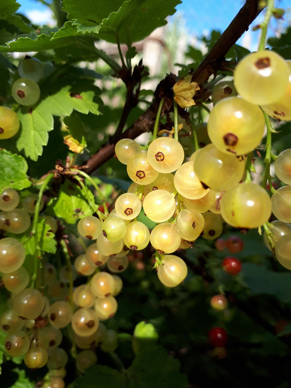 currant  summer  berry free photo