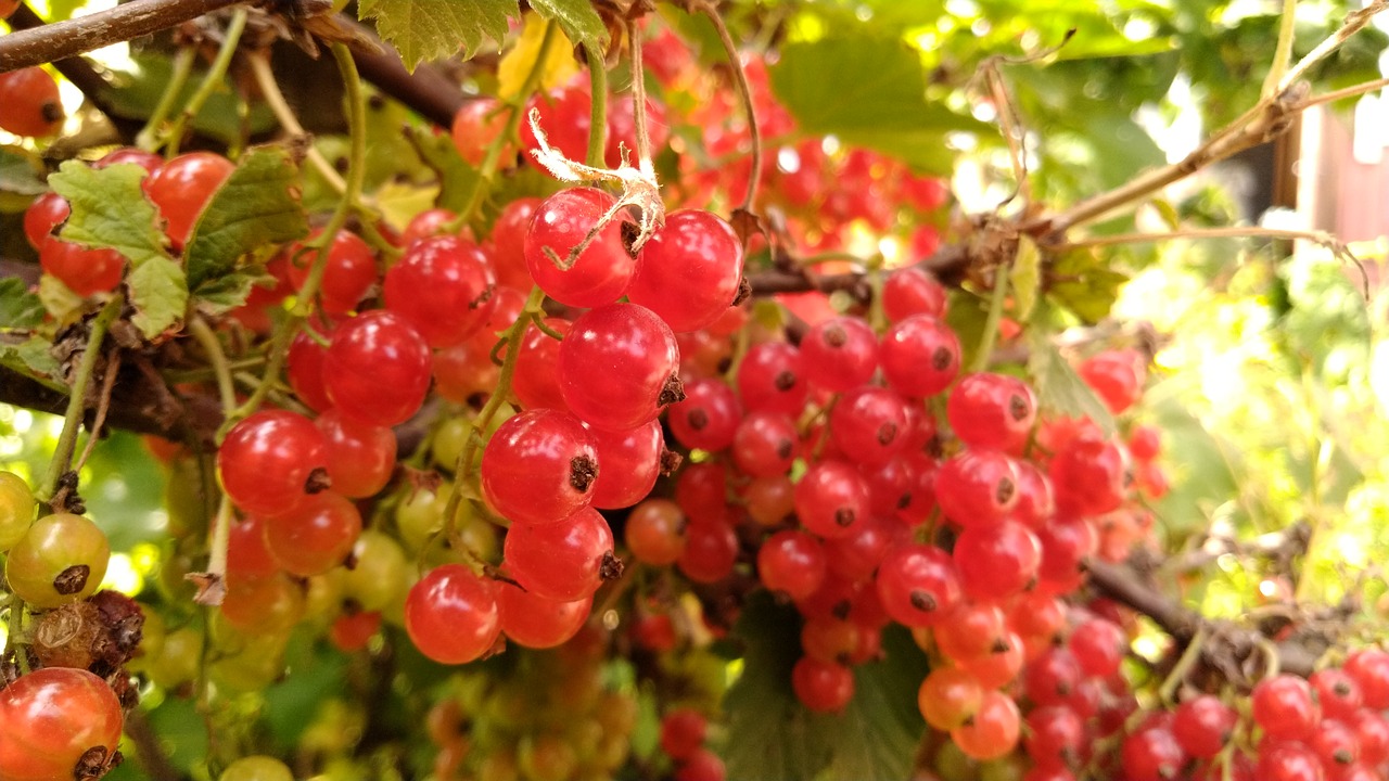 currant  red  berry free photo