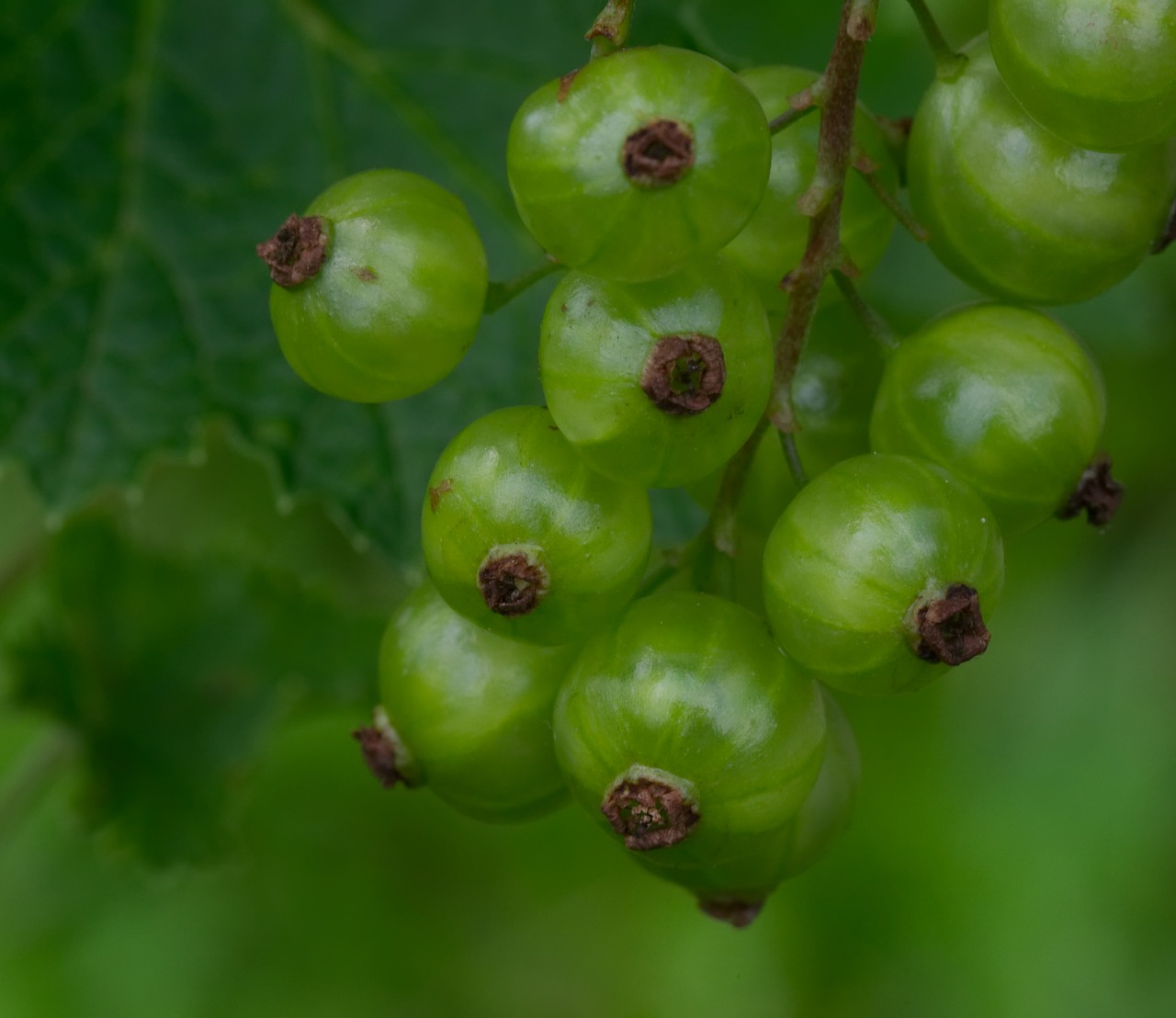currant  green  nature free photo