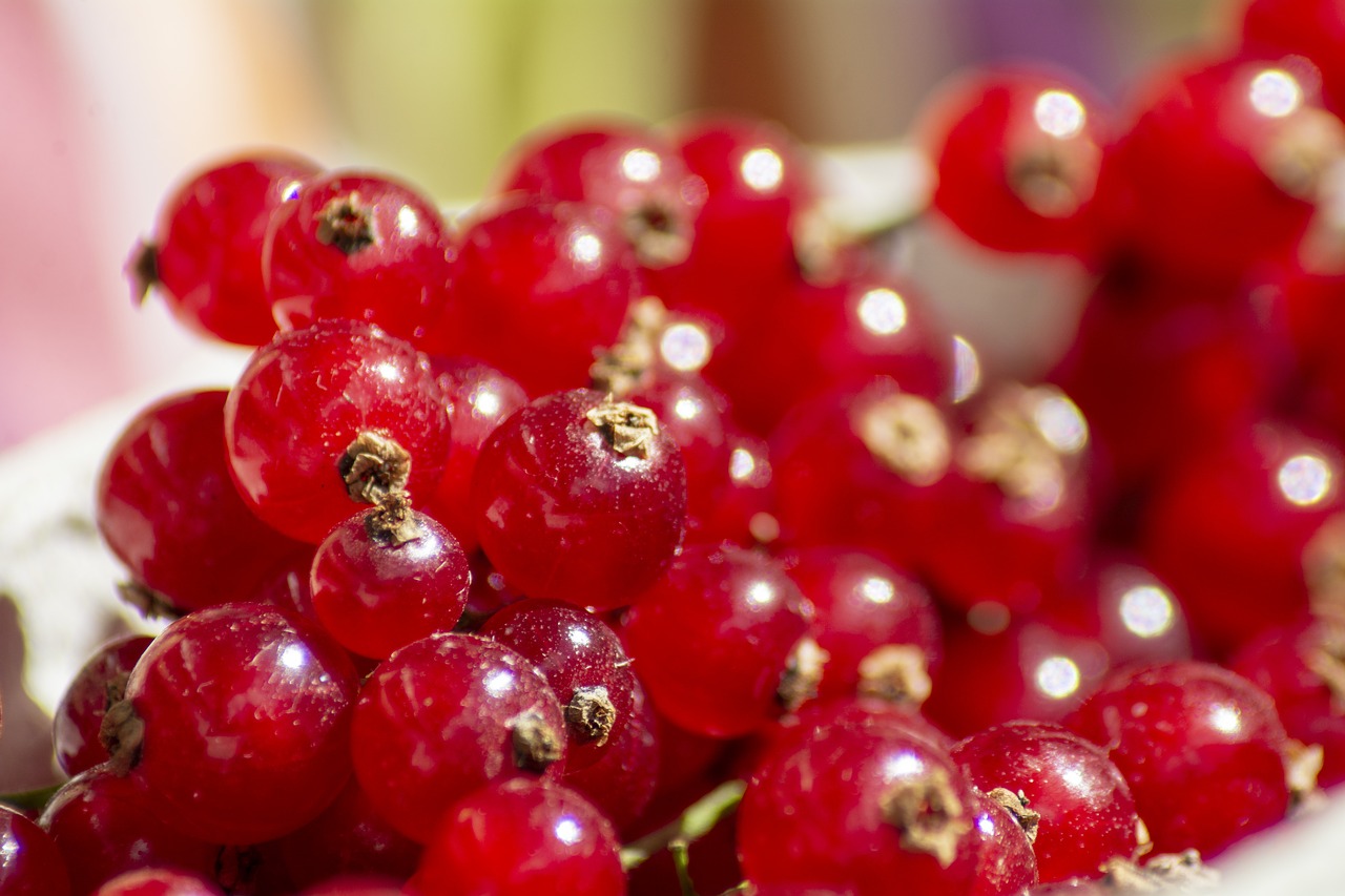 currant  berry  currants free photo