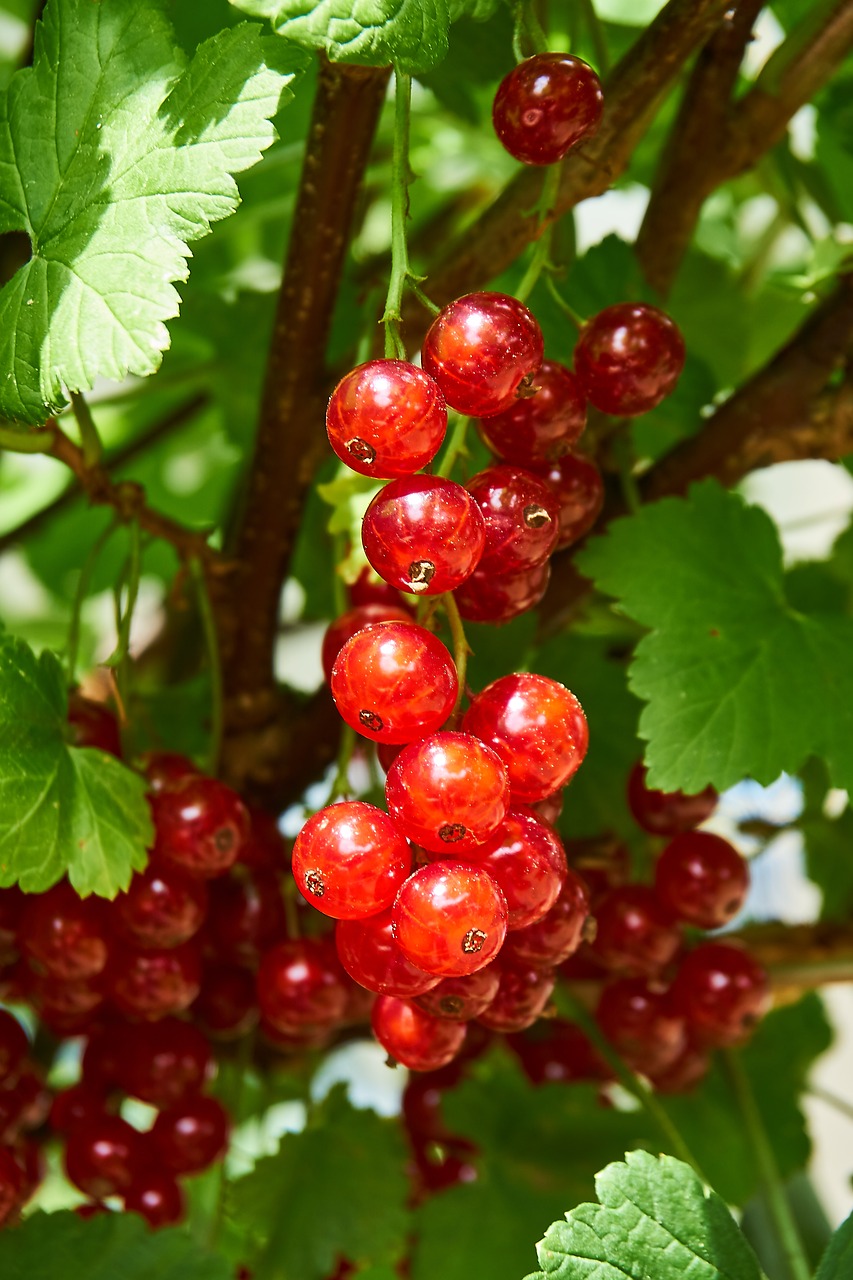 currant  berries  ripe free photo