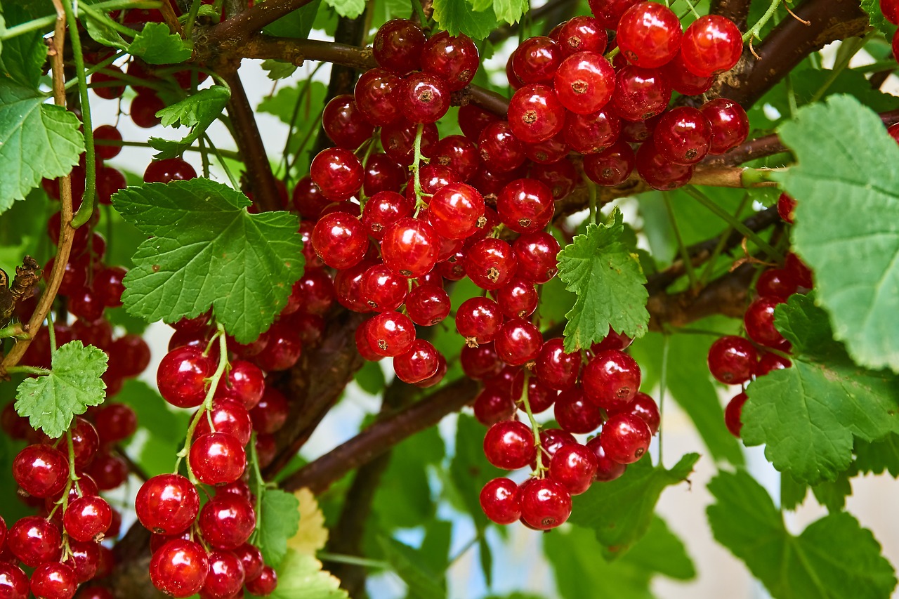 currant  berries  ripe free photo