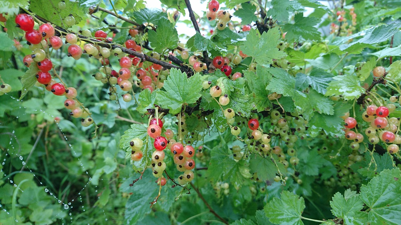 currant  red currant  food free photo