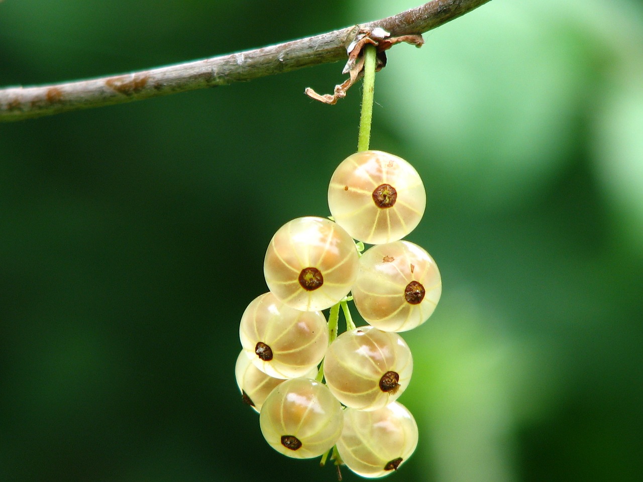 currant immature bush free photo