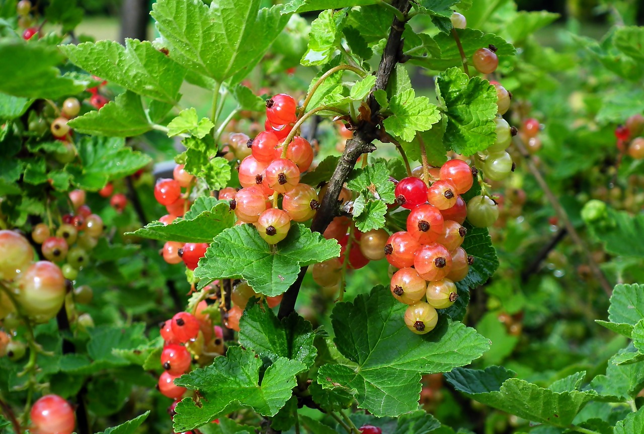 currant  red  fruit free photo