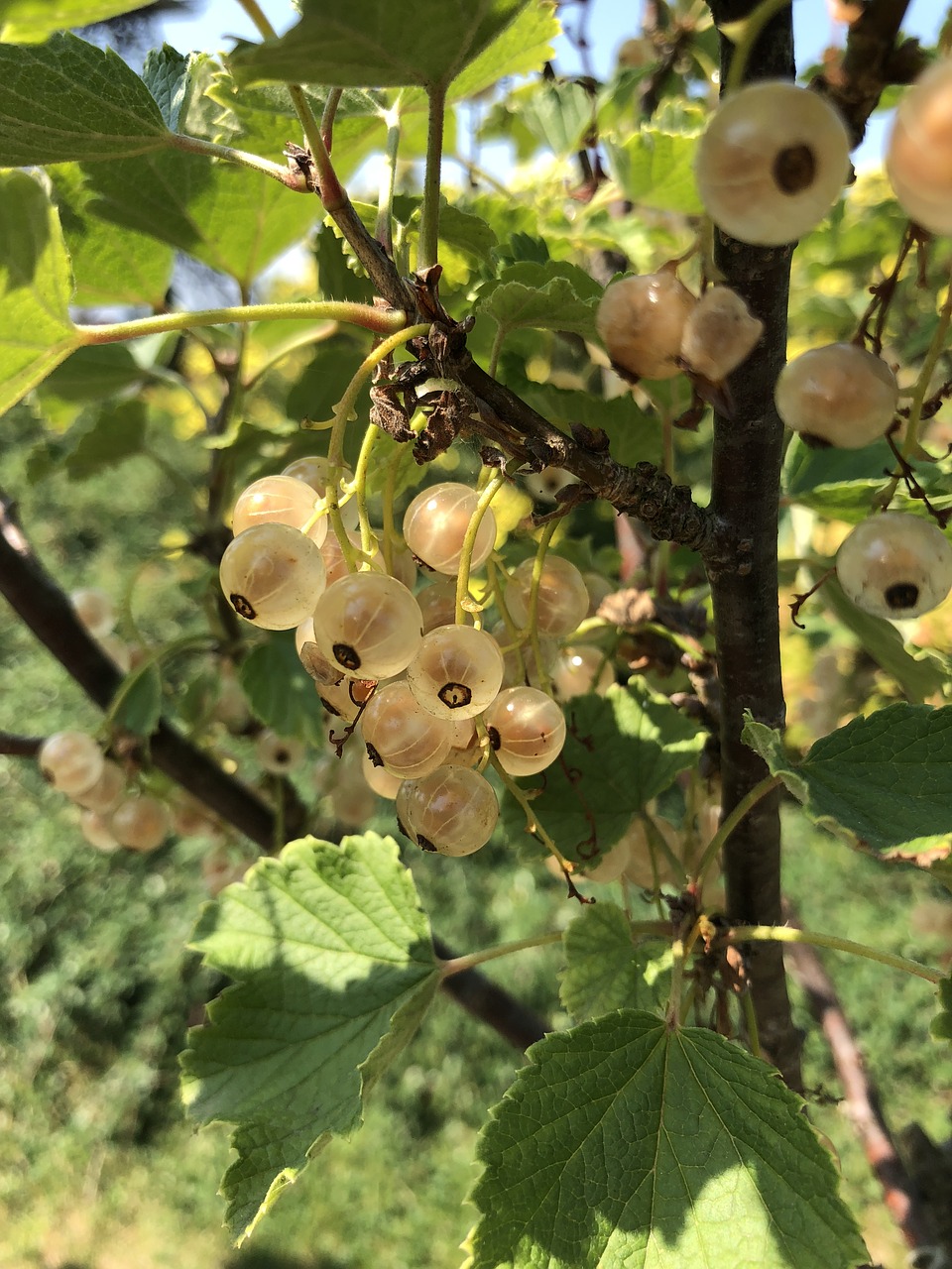 currant  vitamins  healthy free photo