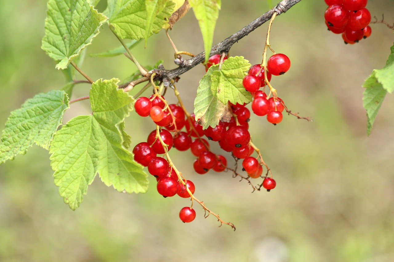 currant  berry  nature free photo