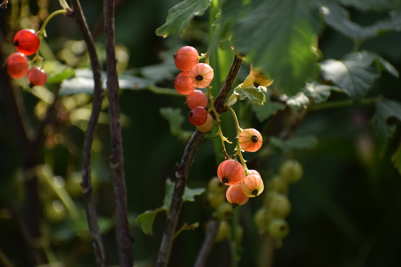 currant  nature  garden free photo