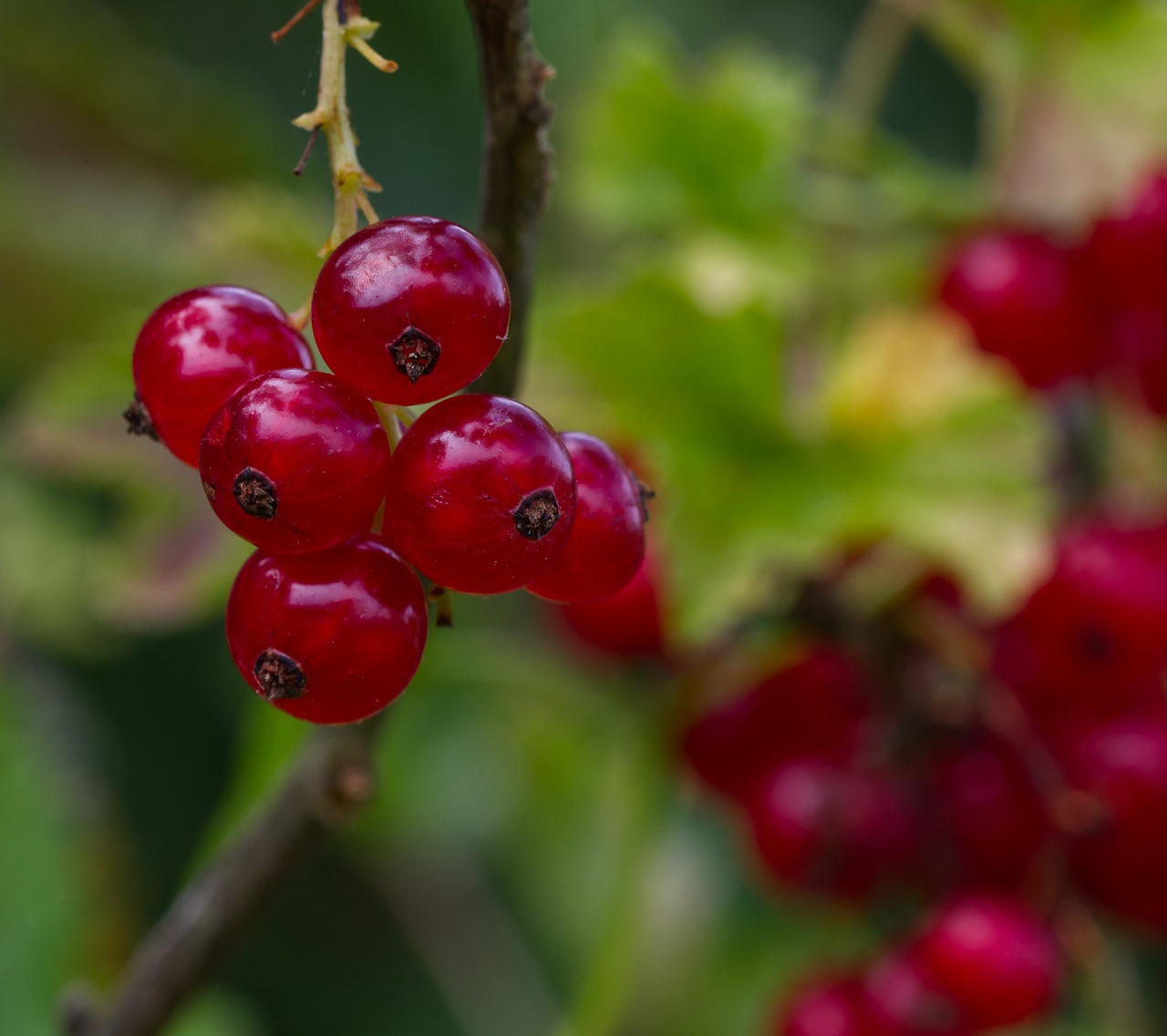 currant  summer  fruit free photo