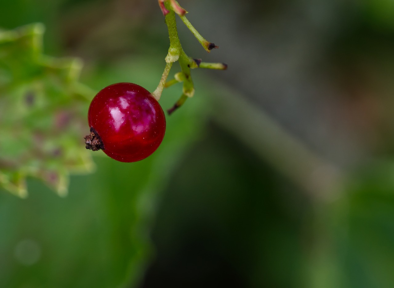 currant  summer  fruit free photo