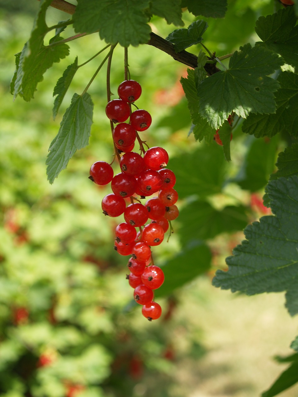 currant  red  garden free photo