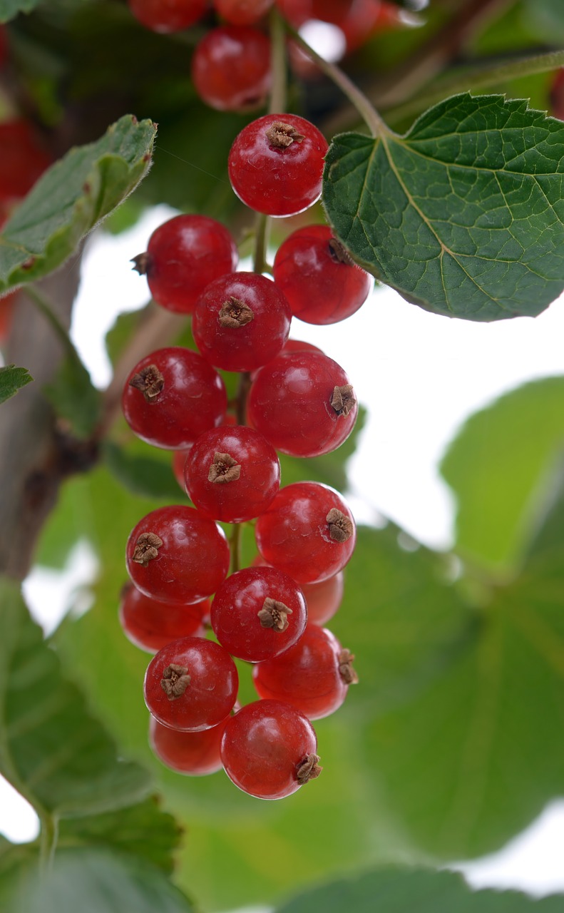 currant  currants  berries free photo