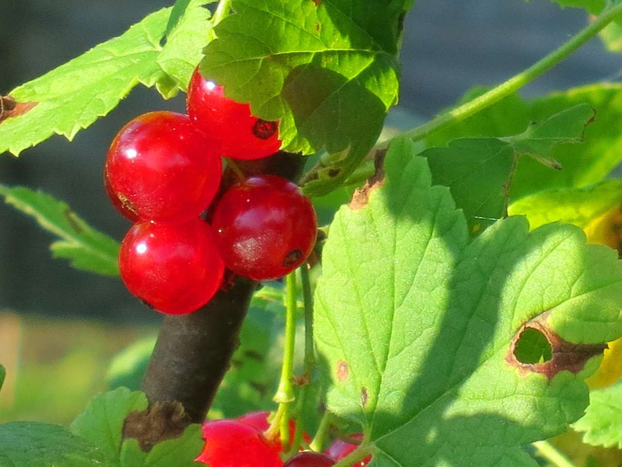 currant red berries free photo