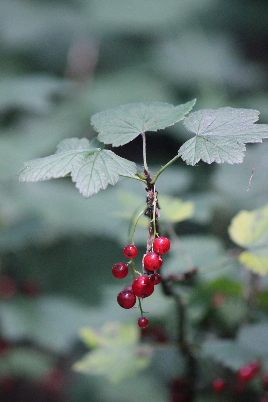 currant  nature  forest free photo