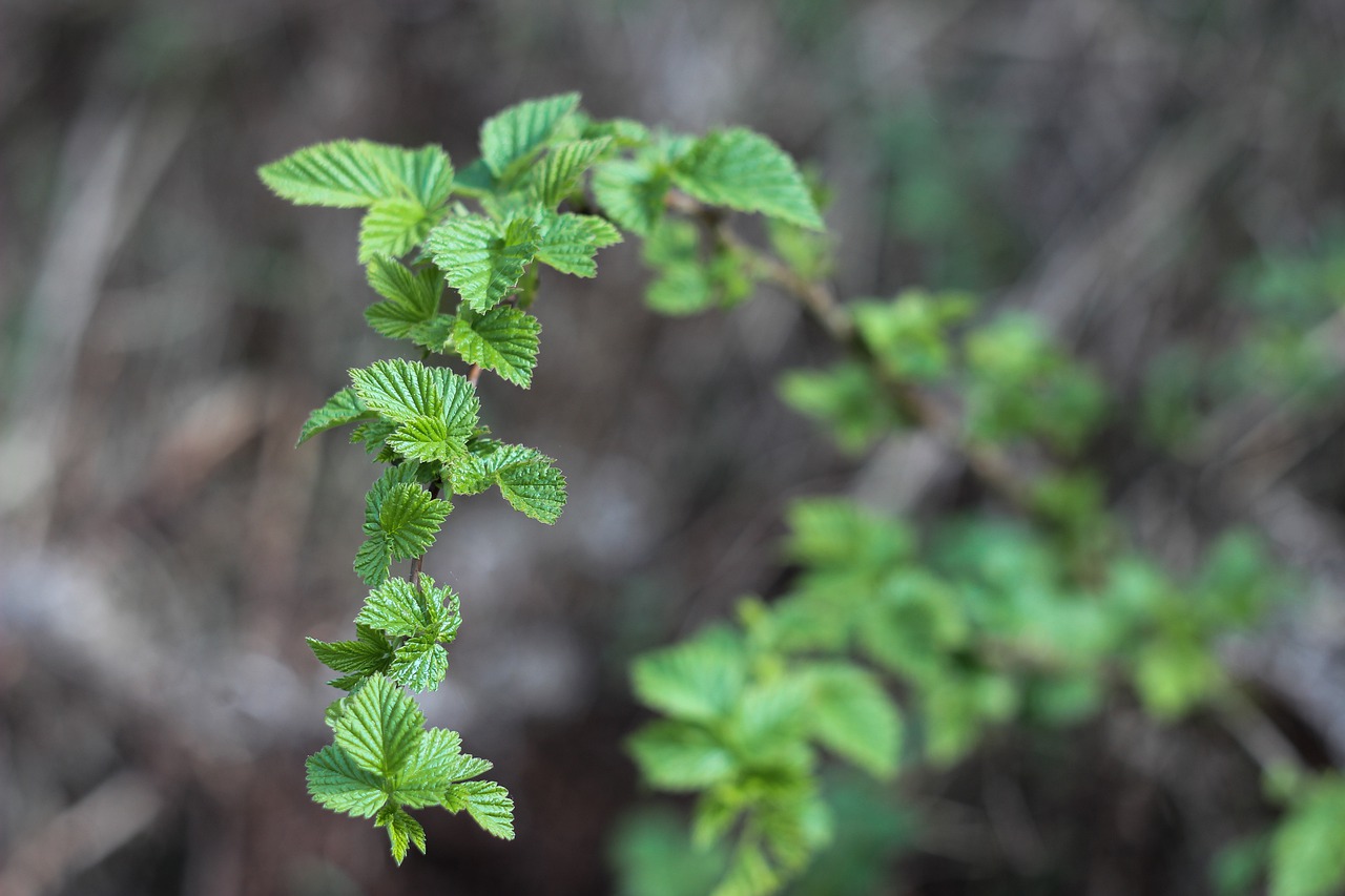 currant  nature  branch free photo