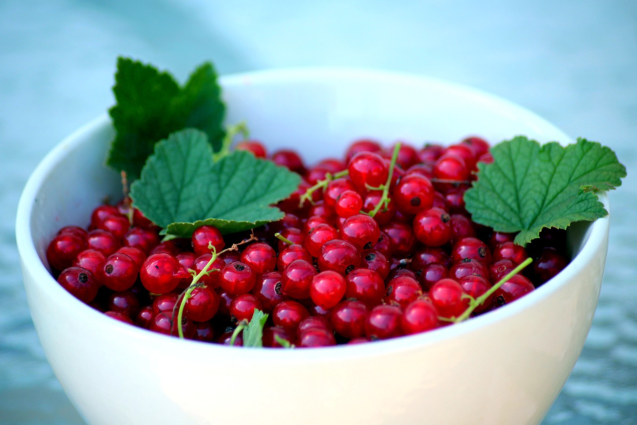 currant  fruit  vitamins free photo