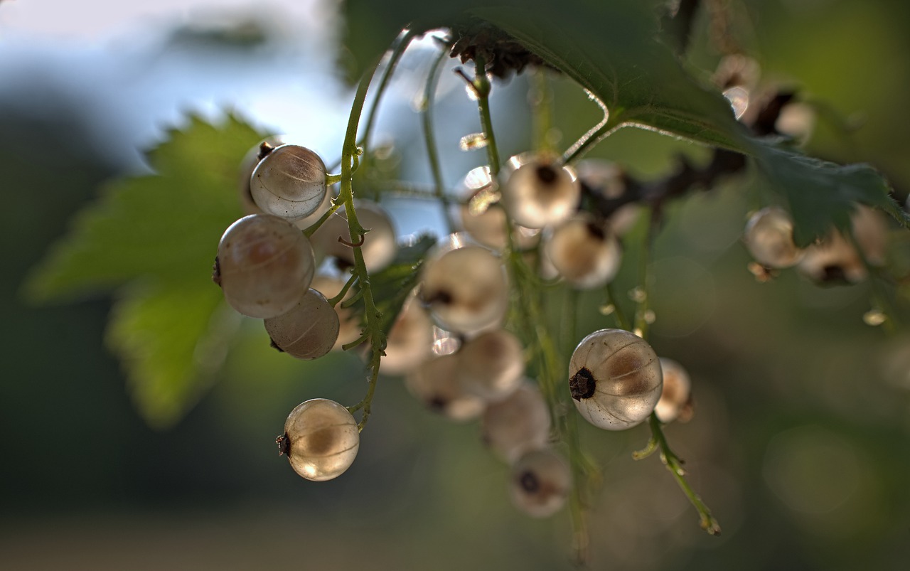 currant  plants  garden free photo