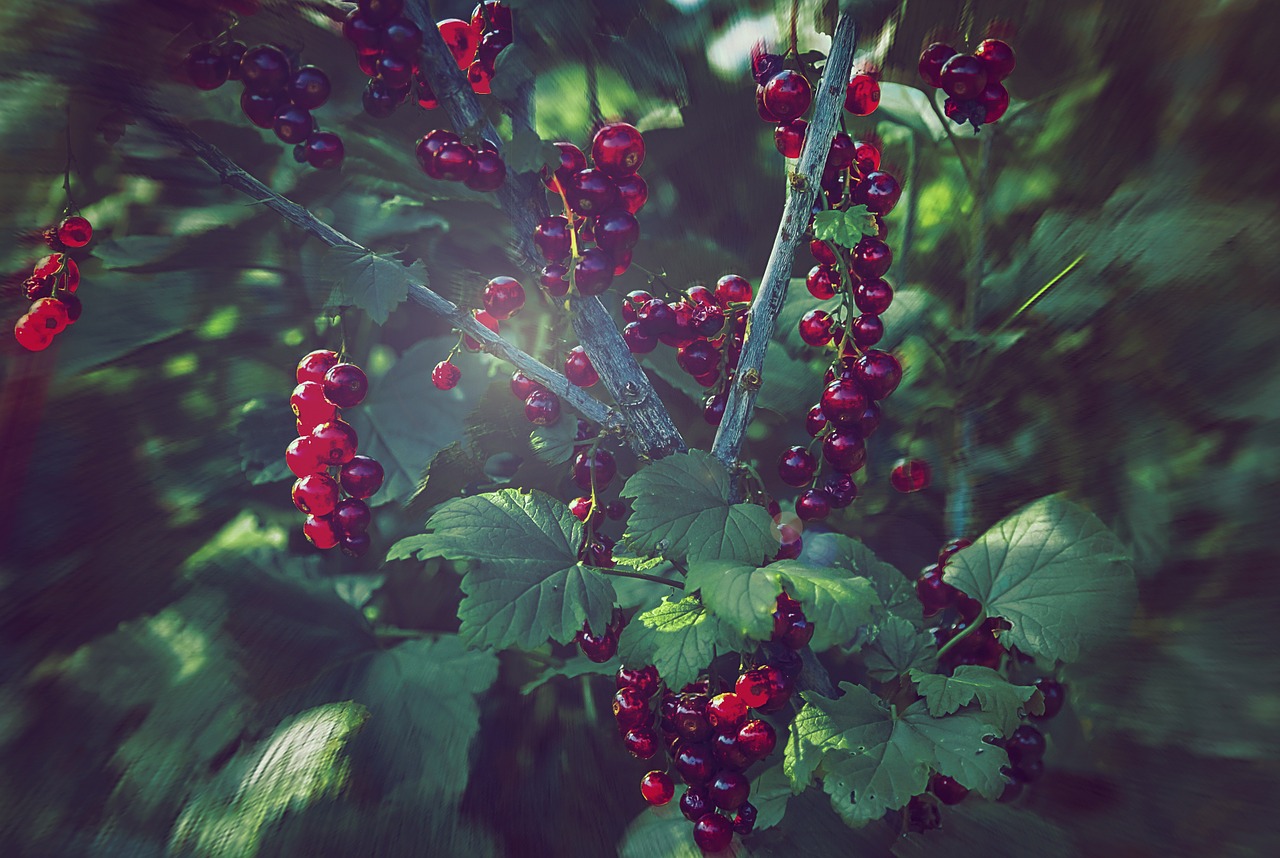 currant nature vegetable garden free photo