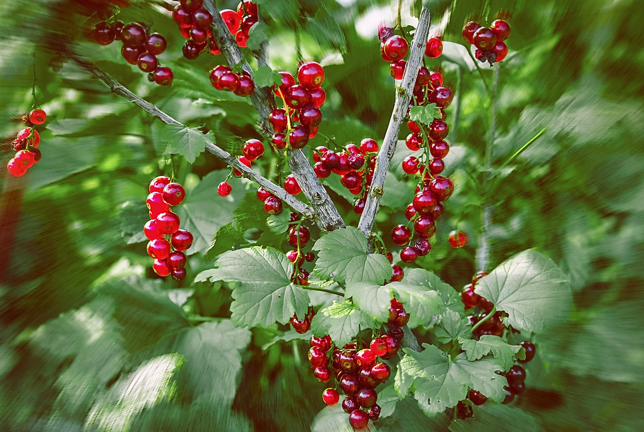 currant berry vegetable garden free photo