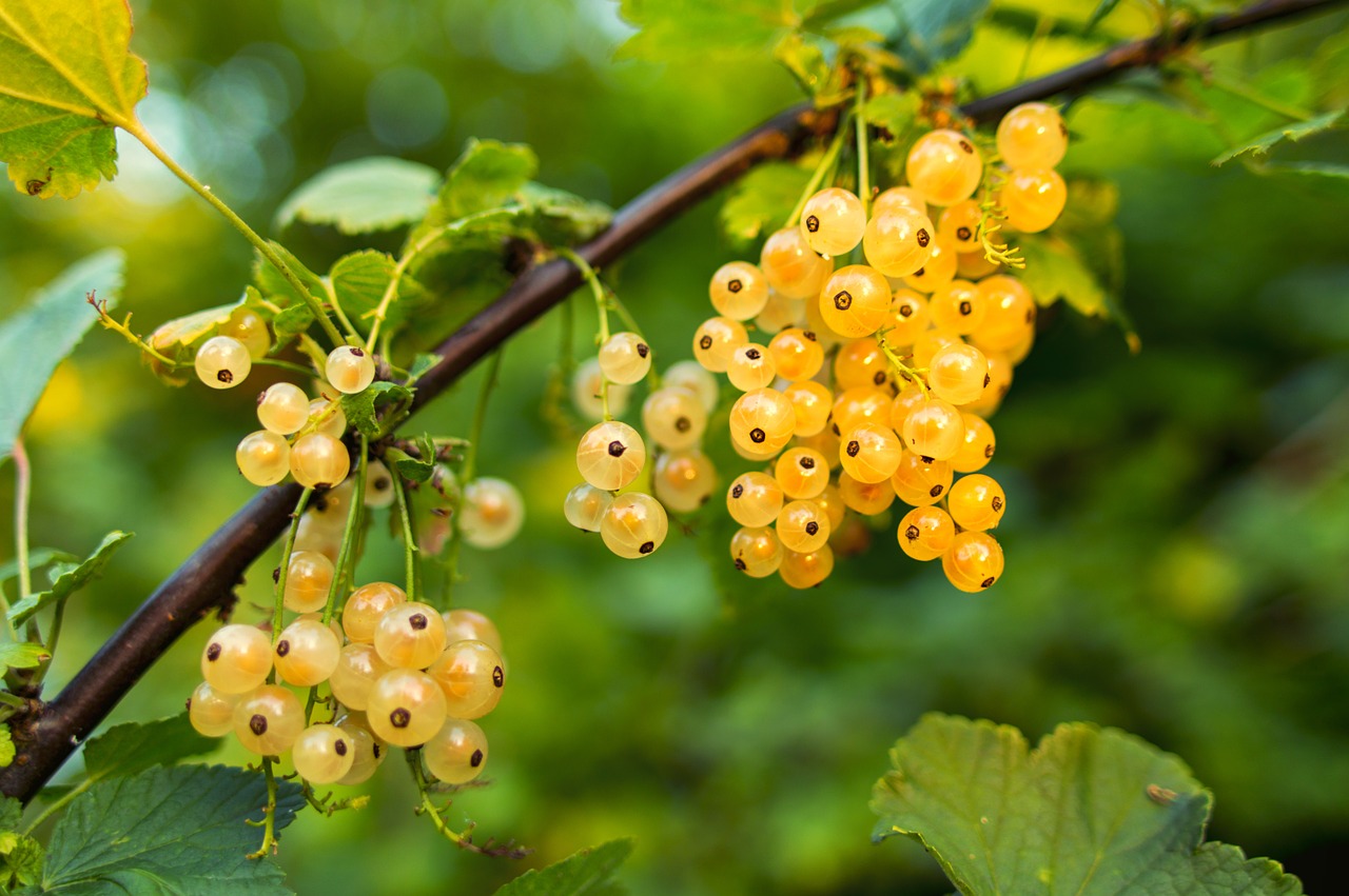 currant white fruit free photo