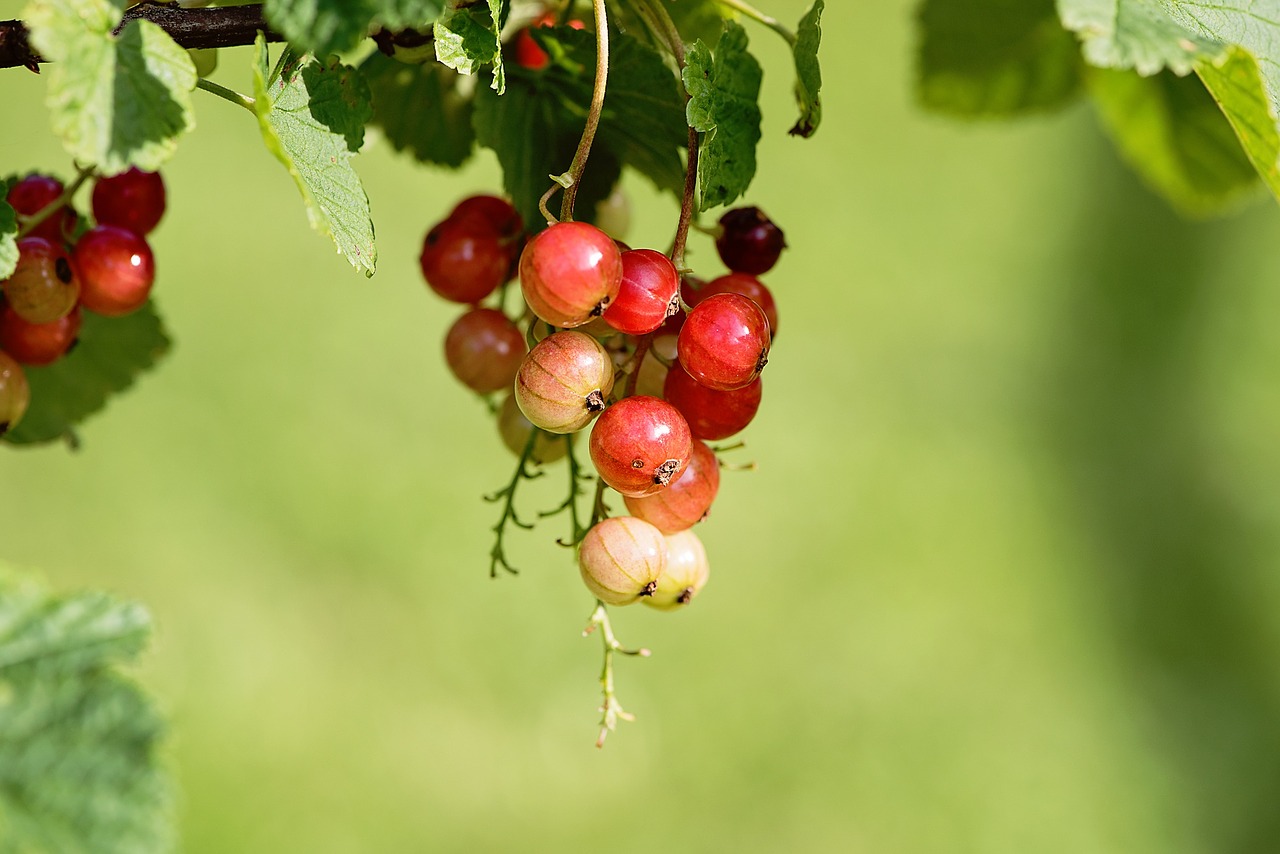 currant fruits berries free photo