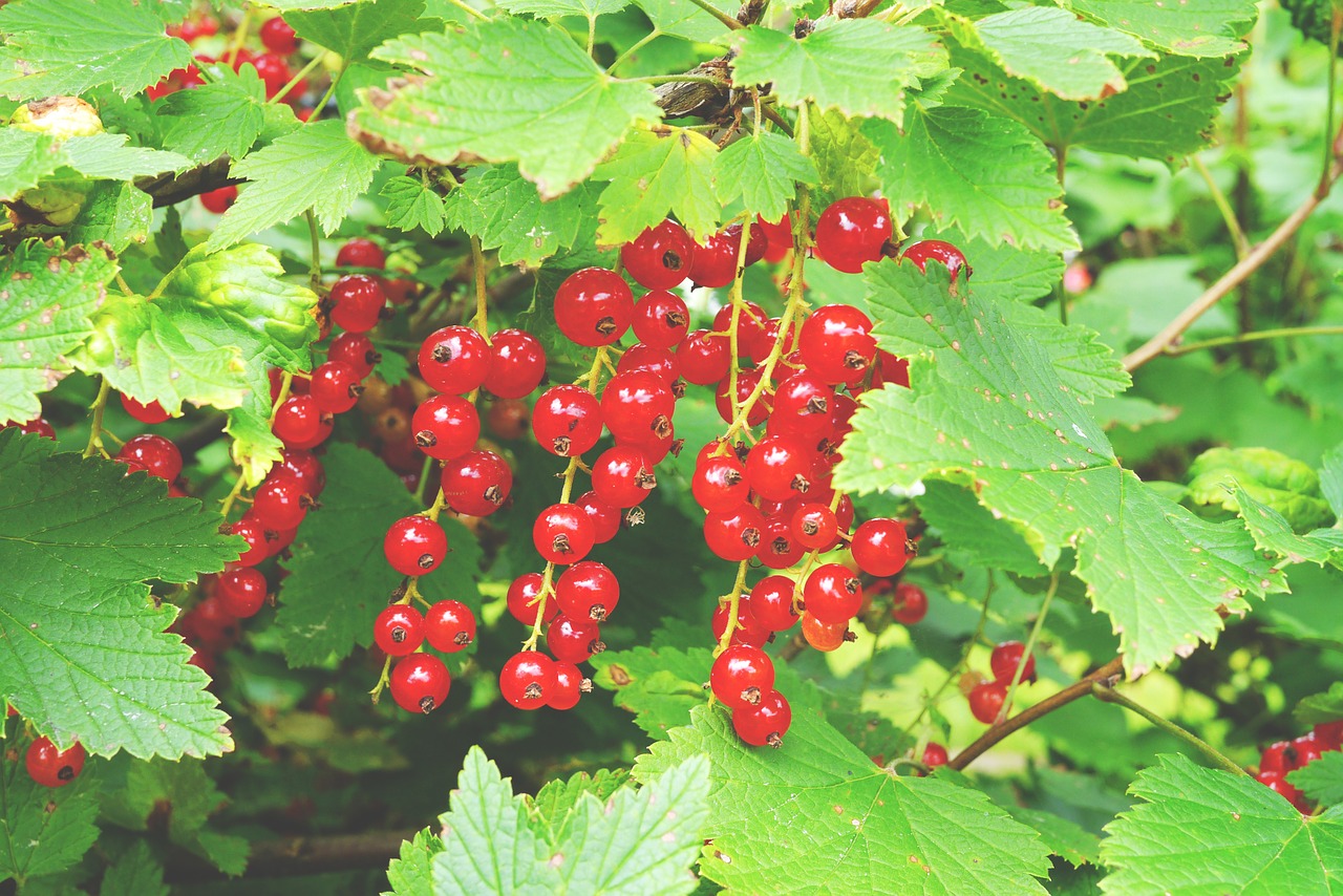 currant berry red currant free photo