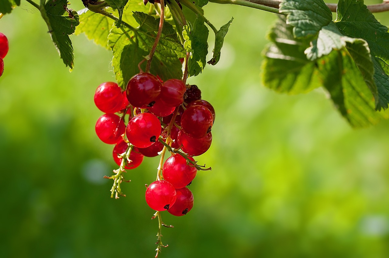 currant red currant fruit free photo