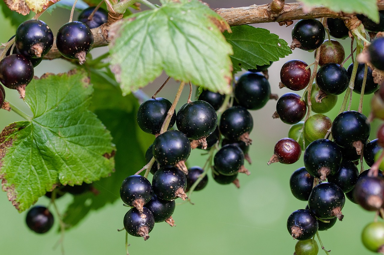 currant black black currants free photo