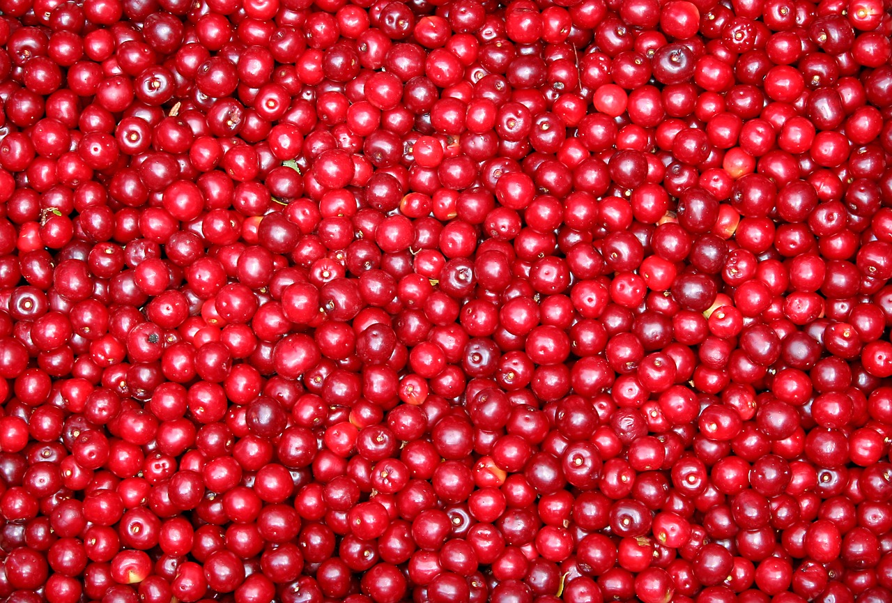 currant fruit red free photo