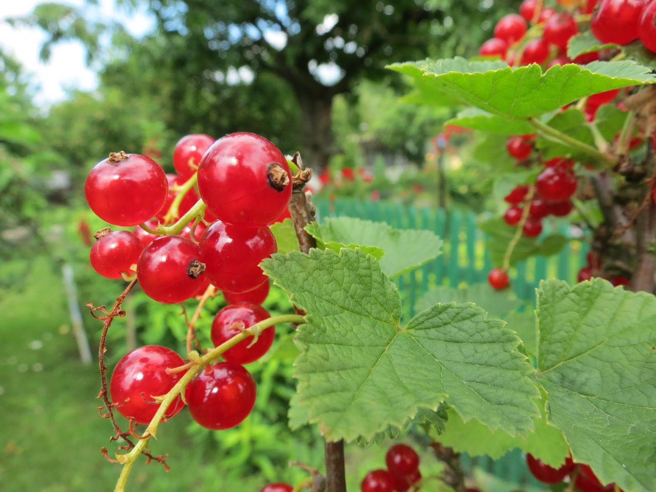 currant fruit red free photo