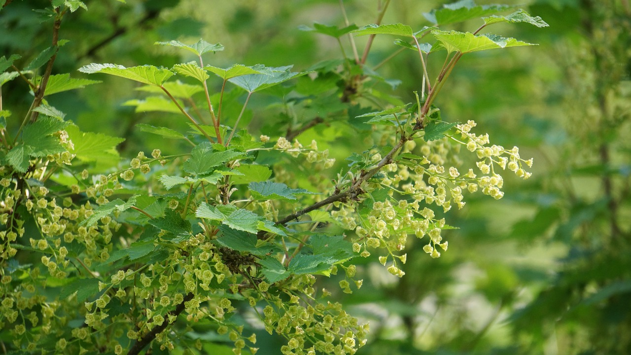 currant bush berry bush bloom spring free photo