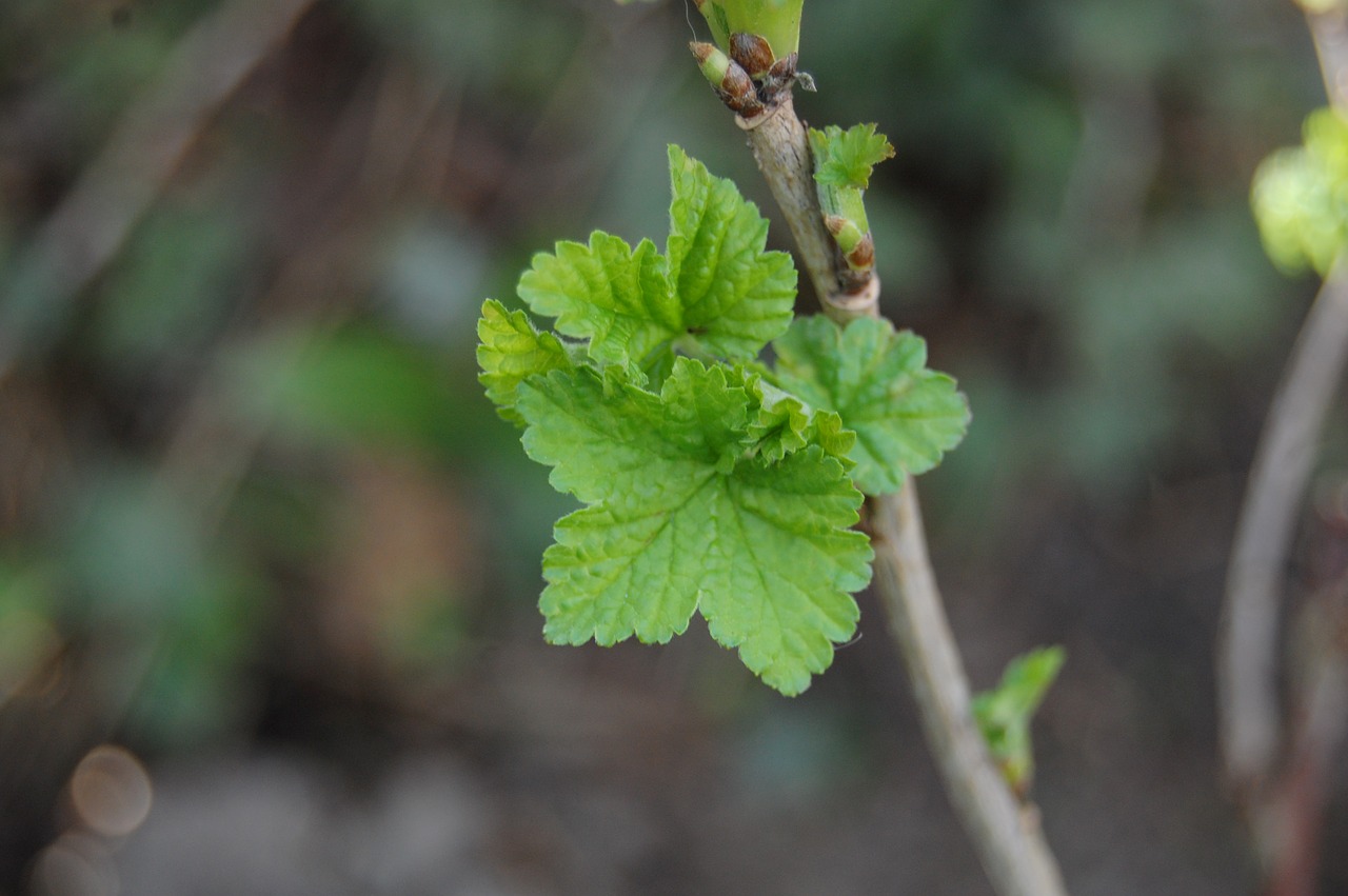 currant bush  bud  leaf free photo